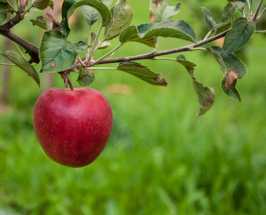 דירות Langenegg Ferien In Feld 109 מראה חיצוני תמונה